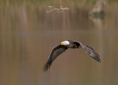 Bald Eagles