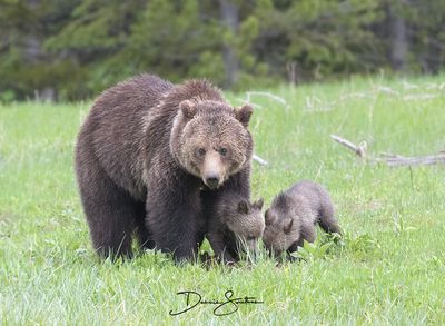 Obsidian Bear and her cubs