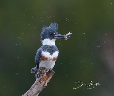 Belted Kingfisher female
