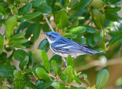 Cerulean Warbler