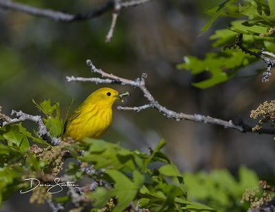 Yellow Warbler with insects