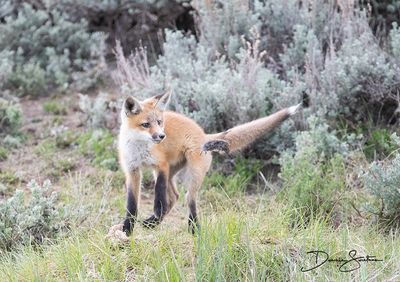 Red Fox kit