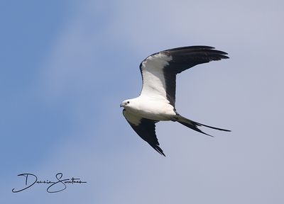 Swallow-tailed Kite