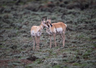 Pronghorn Antelope