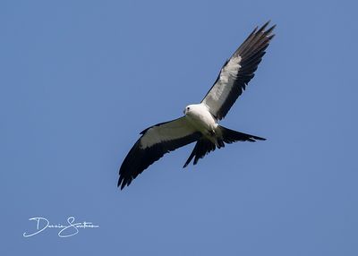 Swallow-tailed Kites