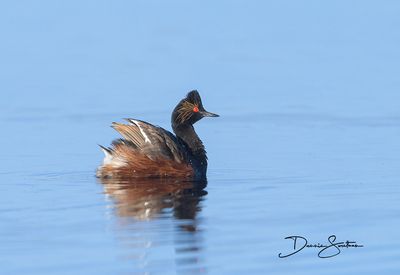 Eared Grebes