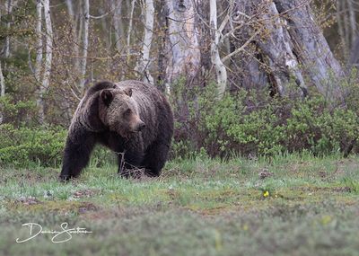 Grizzly 1063