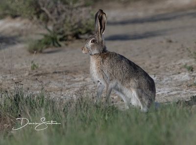 Colorado Jack Rabbit