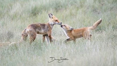 Momma fox and her kit