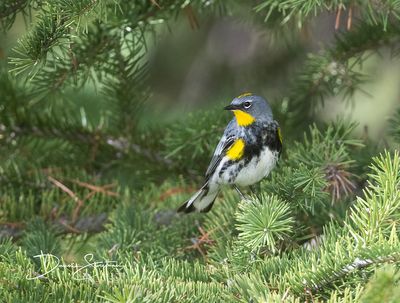 Audubon Yellow-rumped Warbler