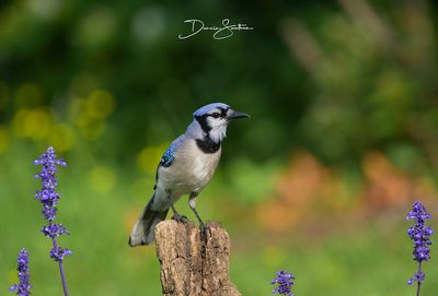 Blue Jay among the Salvias