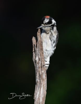 Downy Woodpecker