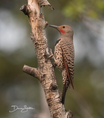 Northern Flicker