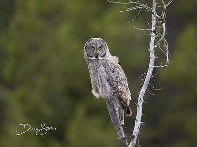 Great Gray Owl