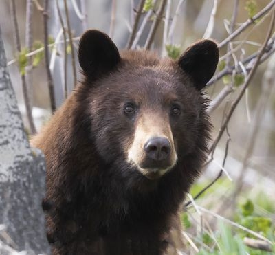 Black Bear 