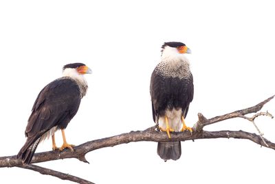 Caracaras