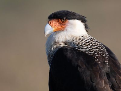 CaraCara