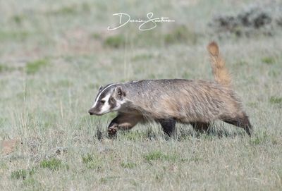 Badgers