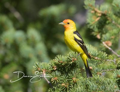 Western Tanager