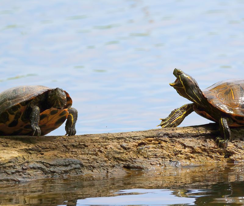 Turtle Friends Old Hickory Lake