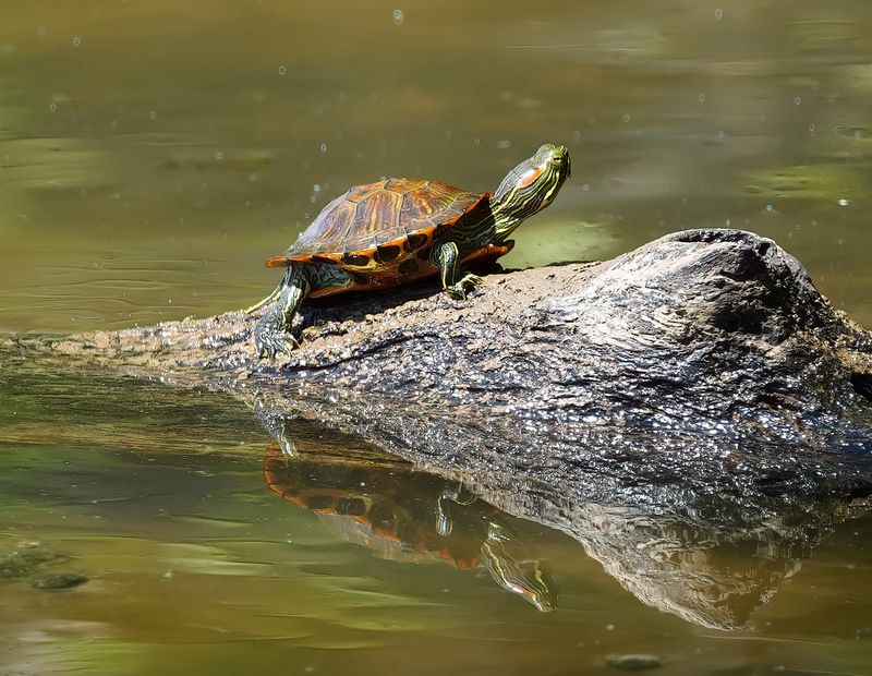 Red-eared slider Old Hickory Lake