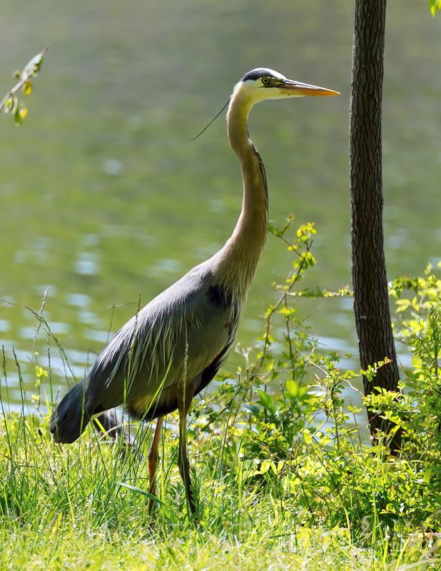 Great Blue Heron Old Hickory Lake