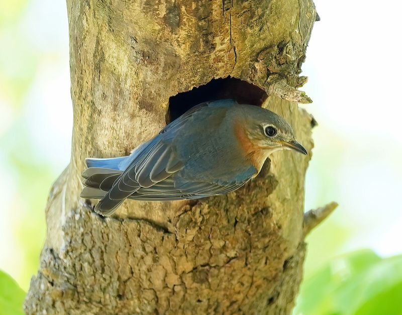 Bluebird visiting nest