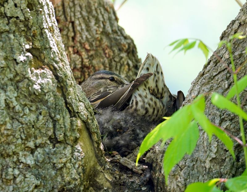 Mallard on nest in a tree