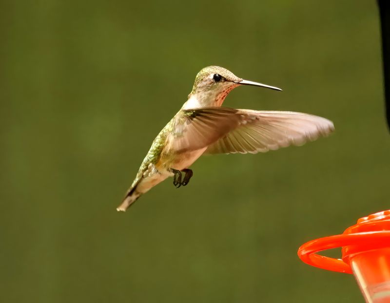 DSC09507 hummingbird 5.7.23