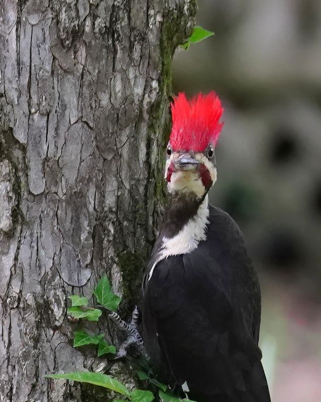 Pileated Woodpecker - WHO ME???