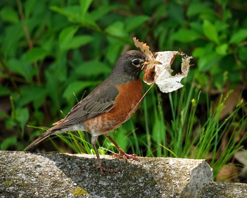 Robin with nesting material