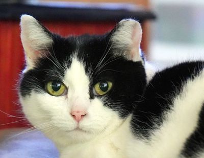 Dorie - outside feral now inside cat
