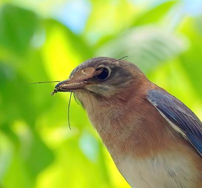 Bluebird with Mayfly