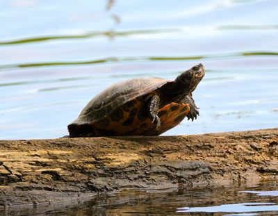 DSC08940 turtle smiling.JPG