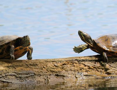 DSC08956 turtles handshake cropped.JPG