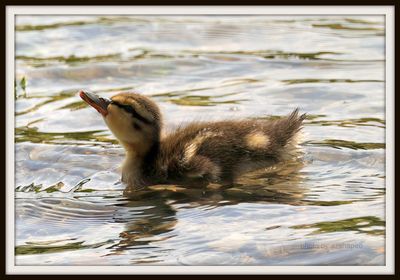 Baby Mallard 5.8.23 Shutes Branch
