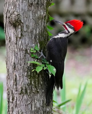 Pileated Woodpecker
