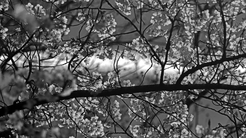 Tree blossoms and background contrail