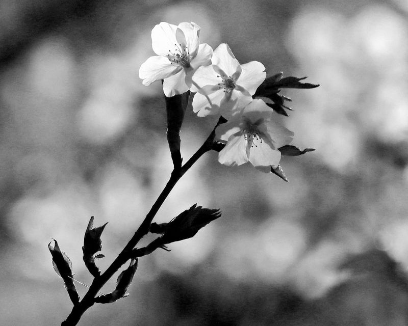 Single blossom strand