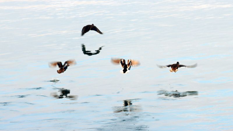 Birds aflight off our beach