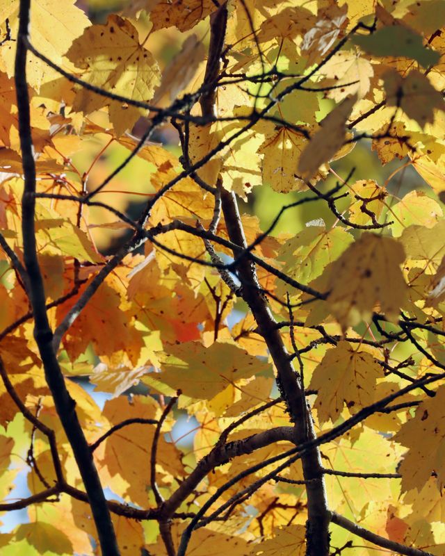 Yellow tree on golf course