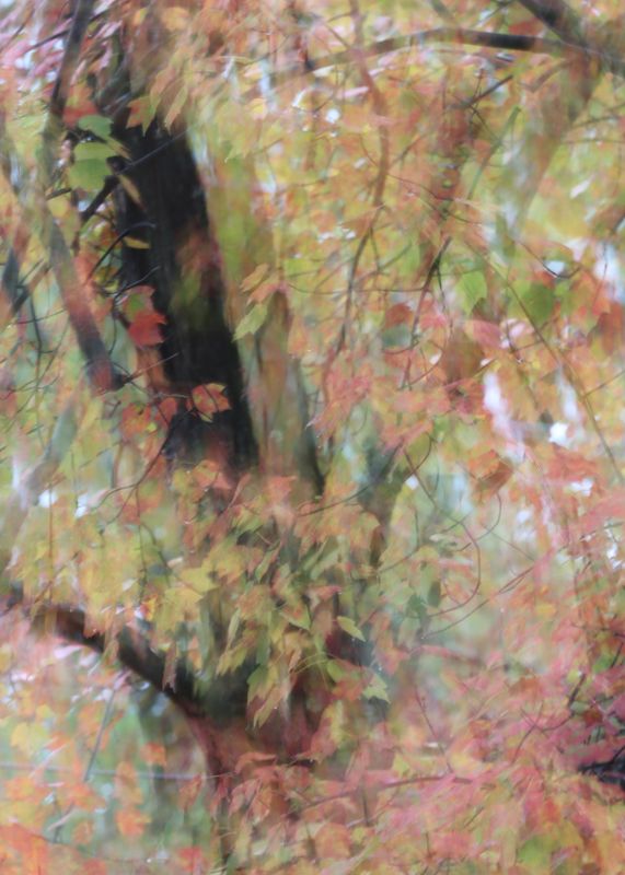 Impressionist foliage