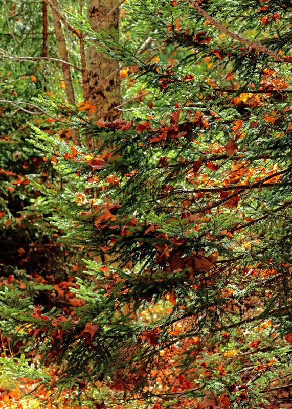 Leaves overlaying tree trunk