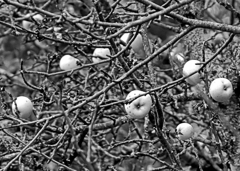 Apples on Tarratine course