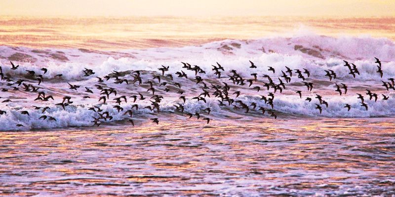 Birds in surf