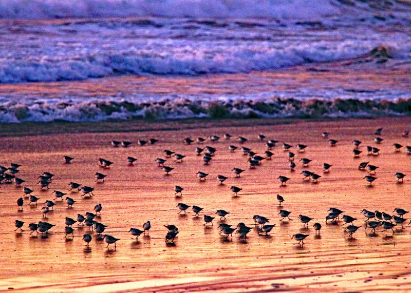 Birds on beach at sunrise