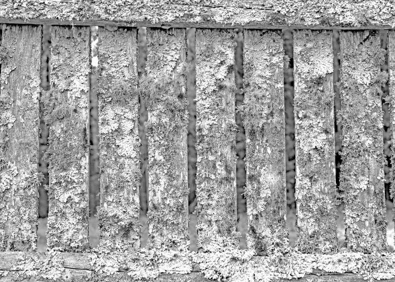 Mossy fence at Tarratine Club