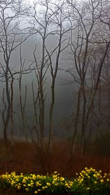 Trees and daffodils 2