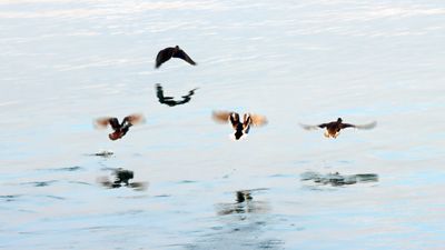 Birds aflight off our beach