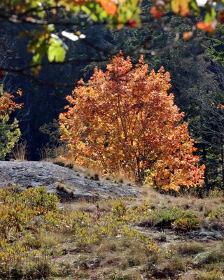 Tree on golf course